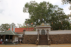 スリランカの世界遺産アヌラダプーラのスリ・マハ菩提樹