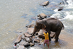 飼育員と川で水浴びするスリランカのゾウ