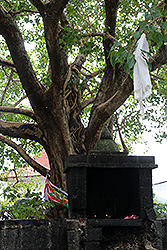 スリランカの世界遺産ダンブッラの石窟寺院の菩提樹