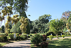 ペラデニヤ植物園