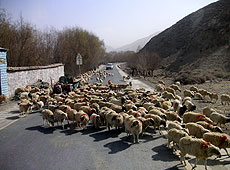 チベットの山奥で遭遇した羊の群れ