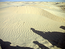 チュニジアのサハラ砂漠を歩くラクダの影