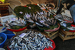 イスタンブールの魚市場の魚