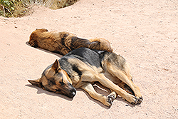 世界遺産カッパドキアで仲良く寝る犬