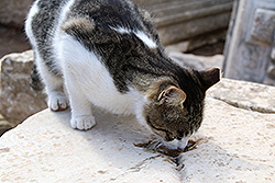 エフェス遺跡で水を飲む野良猫