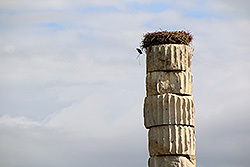 世界の七不思議トルコのアルテミス神殿のコウノトリの巣
