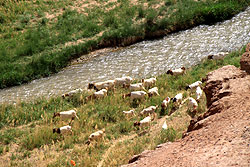 天山から火焔山の谷間に流れる川と放牧の羊