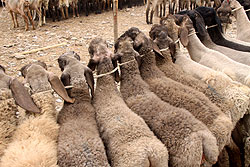 カシュガルの動物市の羊
