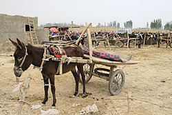 バザールにいたウイグル民族のロバ車