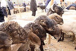 カシュガルの動物市で売られる羊