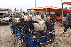 カシュガルの動物市で売られる羊