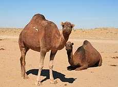 キジルクム砂漠のラクダ