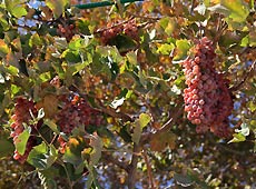 ウズベキスタンの世界遺産ブハラの葡萄