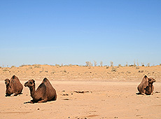 ウズベキスタンのキジルクム砂漠のラクダ