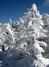 八ヶ岳の中山展望台の樹氷